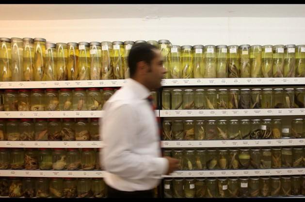 <p>Şimdi yaklaşık 410 çeşit balık bulunuyor müzede. İstanbul’un lüferinden Karadeniz’in hamsisine, Ege’nin barbunundan Akdeniz’in orkinosuna kadar Türkiye’nin üç tarafında tutulan ve hatta bazılarını bugünlerde tezgâhlarda görmenin mümkün olmadığı çeşitlere kadar hemen hemen hepsi mevcut.</p>