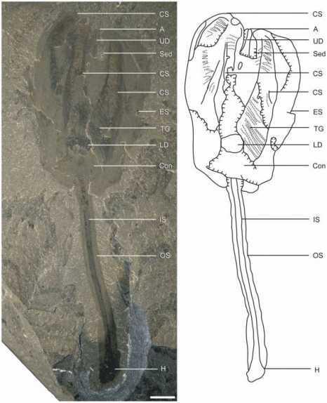  En önemli özelliği ise sindirim sistemine sahip olması. Siphusauctum gregarium adı verilen canlının, laleye benzeyen kafası aracılığıyla su taşıdığı ve bu şekilde besinleri ilettiğini belirtti.