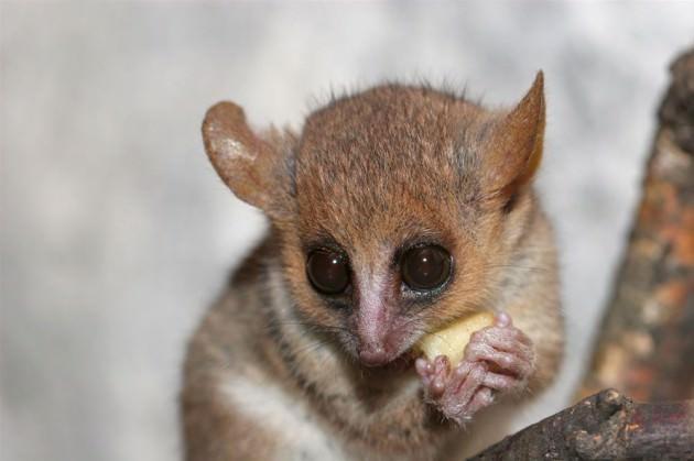 Haziran aynında Madagaskar adasında ortaya çıkarılan Microcebus murinus adındaki gri burunlu lemur, korkutucu bir özelliğe sahip. Türün erkeği, dişisini öldürüp yiyor. İnsanlar da dahil olmak üzere hayvanlar aleminde yamyamlığın örnekleri mevcut. 