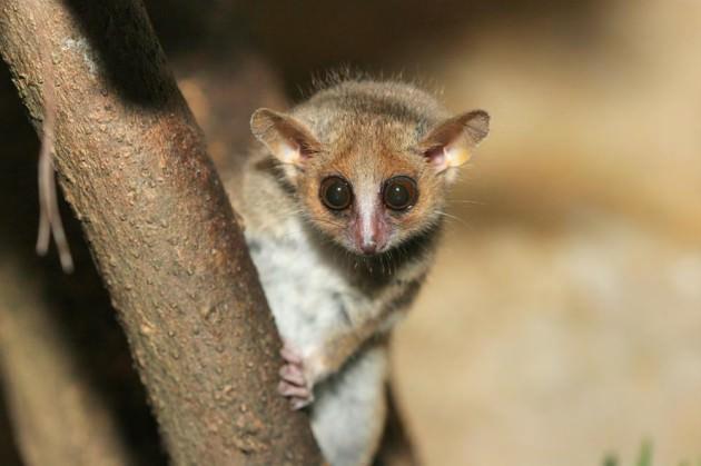 Ancak Microcebus murinus, gri burunlu lemurlara daha farklı bakmamıza neden olan özelliklerini bugüne kadar saklamayı başardı. 