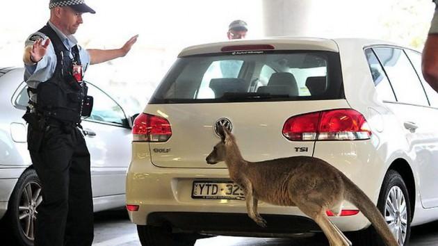 Kangurunun peşine d&uuml;şen polis Melbourne havaalanını kısa bir s&uuml;re i&ccedil;in kapattı.
