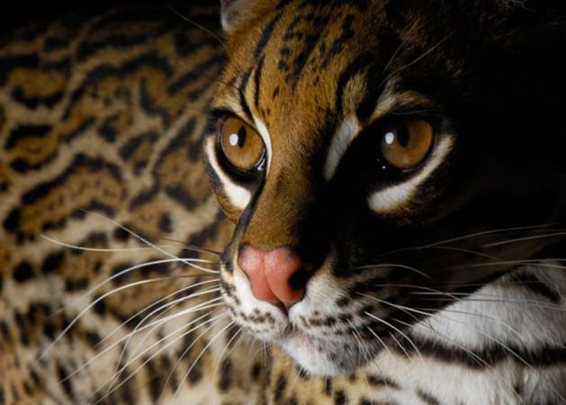 <p><strong>Biyoçeşitlilik</strong><br />Kısaca, gelecekte 150 yıl yaşayacak biri ömrü boyunca fil, kaplan, şempanze gibi hayvanları görmeyebilir. Arizona State Üniversitesi’nden biyolog Quentin Wheeler ise ‘bitki türlerinin en az yüzde 20’sinin tehdit altında olduğunu’ belirterek, “Hawaii’ye bir bakın... Torunlarımız bugün turistleri en çok çeken çiçekleri görmeyebilir” dedi.</p>