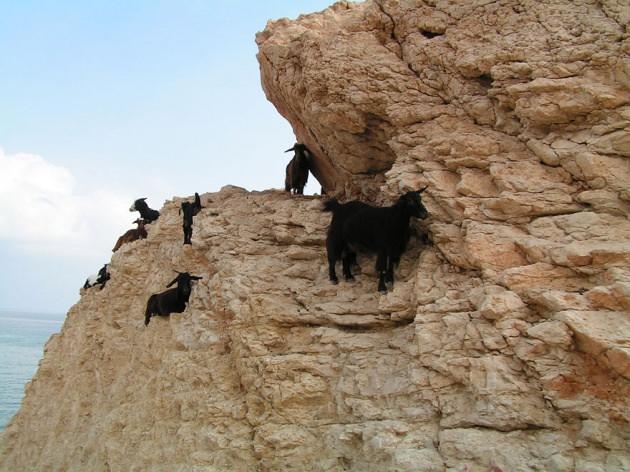 <p>ABD'de bulunan Rocky Dağı Ulusal Parkı da bu inatçı dostlarımıza ev sahipliği yapan coğrafyalardan biri konumunda.</p>
