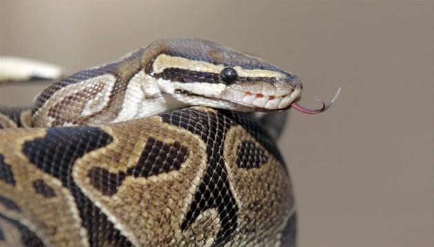 Komşuların &ccedil;evreye k&ouml;t&uuml; kokular yayıldığı gerek&ccedil;esiyle polise yaptığı şikayet &uuml;zerine William Buchman'ın evinde arama yapıldı.