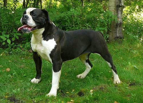 <p>11) American Bulldog</p>