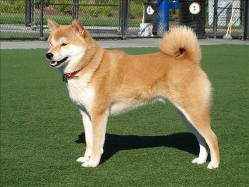 <p>15) Akita Inu</p>