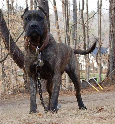 <p>14) Perro de Presa Canario</p>