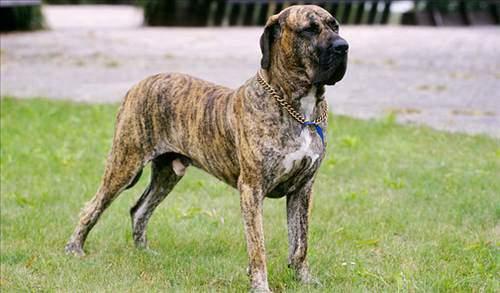 <p>13) Fila Brasileiro</p>