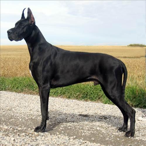 <p>12) Great Dane</p>