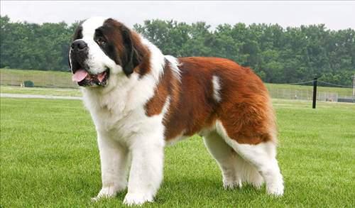 <p>10) Saint Bernard</p>