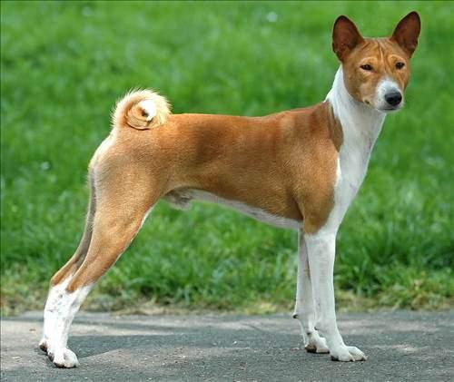 <p>9) Basenji</p>