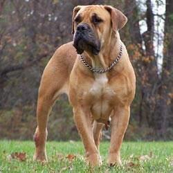 <p>7) Boer Boel</p>