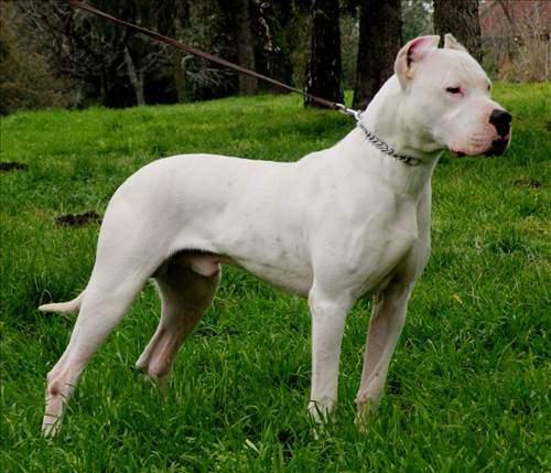 <p>6) Dogo Argentino</p>