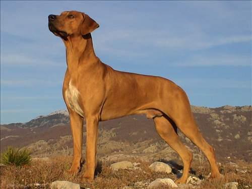 <p>5) Rhodesian Ridgeback</p>