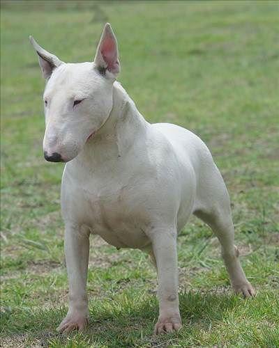 <p>4) Bull Terrier</p>