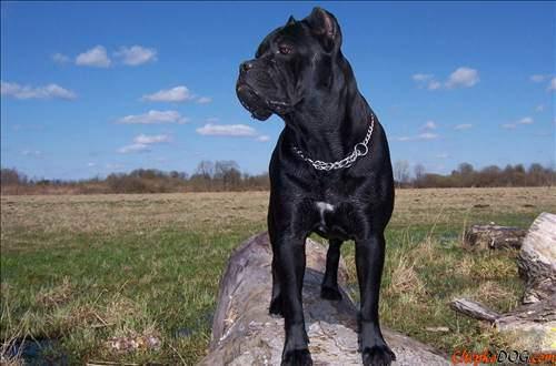 <p>3) Cane Corso</p>
