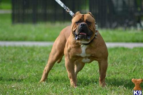 <p>2) American Bandogge</p>