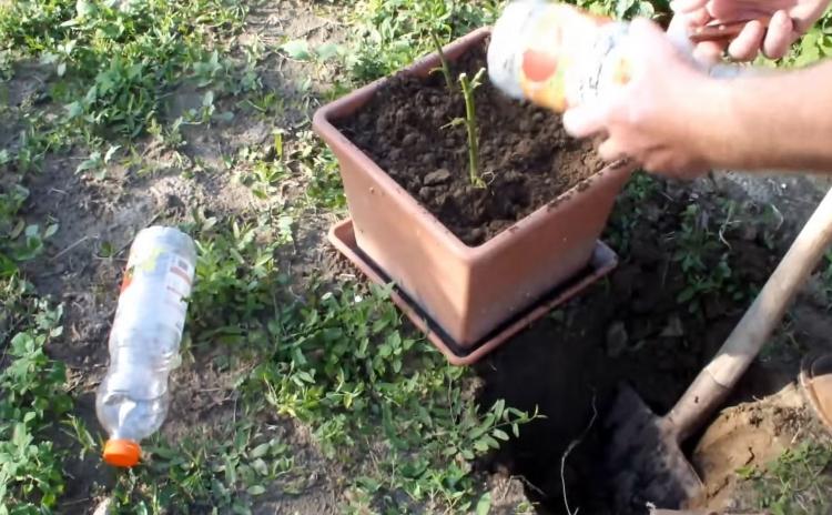 <p>Toprak içerisine gömdüğü gül fidanlarını korumak için iki pet şişeyi keserek üzerlerine kapattı. </p>
