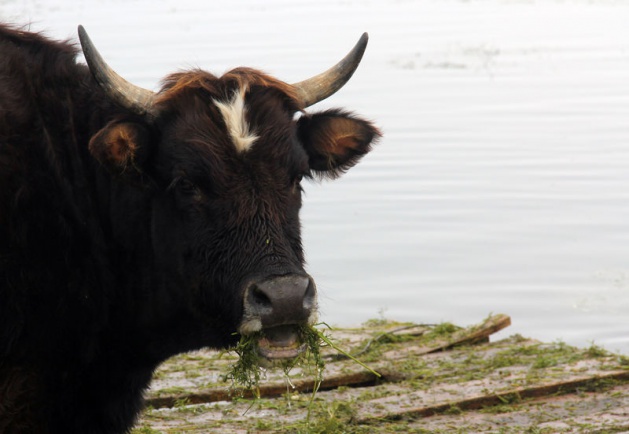 <p>Van'ın Çaldıran ilçesinde yaşayan vatandaşlar, Kaz Gölünün tabanındaki taze otlarla hayvanlarını besliyor.</p>