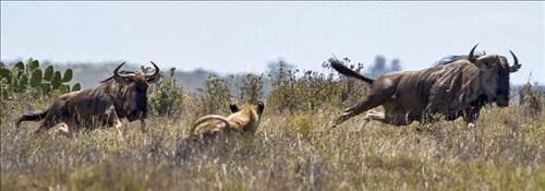 <p>Bir Afrika antilobu sürüsünü izleyen aslan, aralarından birini avı olarak seçti ve atağa geçti.</p>