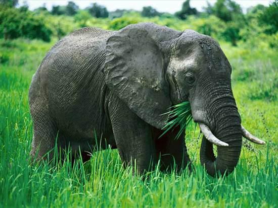 <p>Memeli hayvanlar arasında fillerin çok uzun süre yaşadıklarına inanılır. 150, hatta 200 yıl yaşadıkları söylenir. Fakat bu husus asla ispatlanamamıştır. Ender olarak 100 yıl yaşayan fil varsa da,kayıtlara göre bir fil için ölüm yaşı 60 dır.</p>