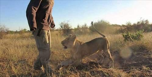 <p>O artık kendi başına avlanabilen bir aslan.</p>