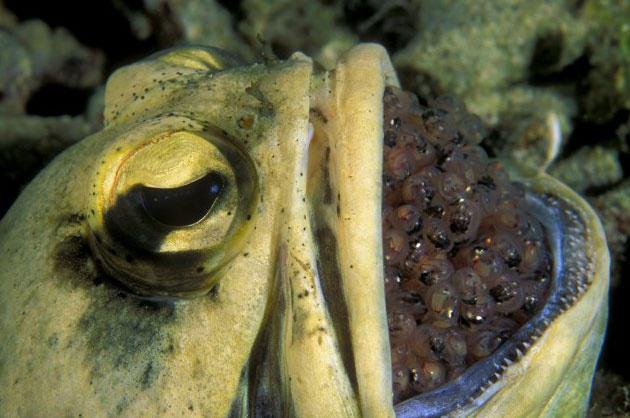 Bir baba adayı jawfish yumurtaları ağzında muhafaza ediyor.