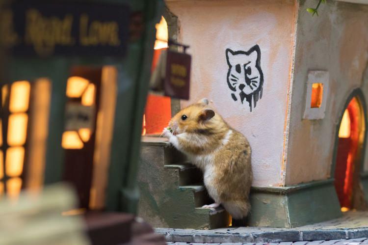 <p><strong>İşte sevimli hamsterlar için oluşturulan küçük kasabadan kareler...</strong></p>
