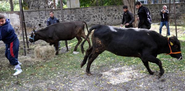 Erzurum'da sahiplerinin elinden kaçan iki büyükbaş kurbanlık, ortalığı birbirine kattı ve 1'i kadın 5 kişiyi yaraladı.