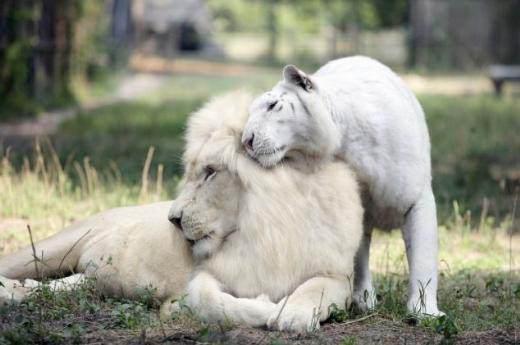  Dünya üzerinde sadece 300 beyaz aslan ve bin 200 beyaz kaplan yaşadığı biliniyor. Bu anlamda yavruların annesi Sarawasti ve babası Ivory nesli tükenmekte olan türlerinin birer temsilcisi.