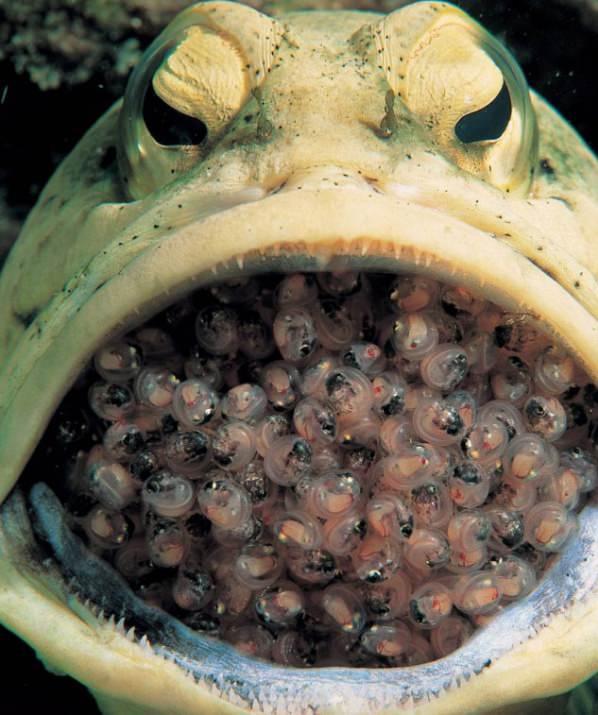 Erkek Jawfish balıkları aynı anda yüzlerce yavrusunu ağzında taşımasıyla biliniyor. 