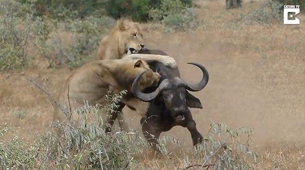 <p>Görüntülerde bufalo sürüsünün peşine düşen aslanlar, aralarından birinin köşeye sıkıştırdı. peşine düşüp onu öldürüyor.</p>

<ul>
</ul>
