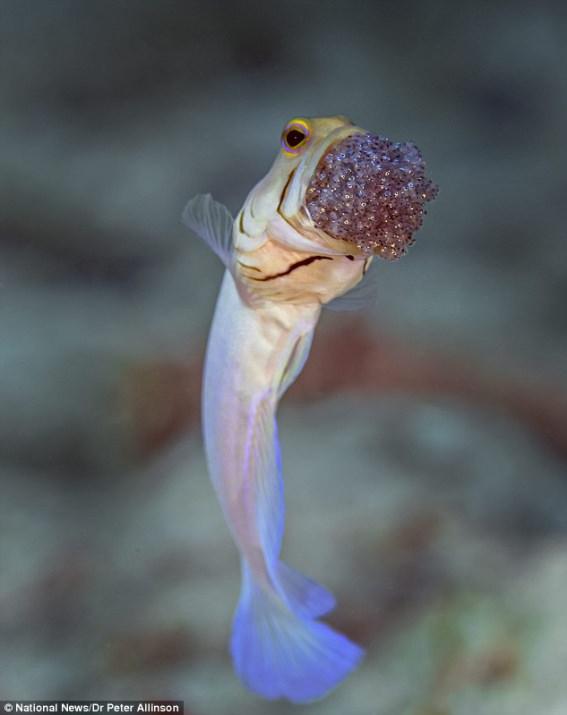 Sabırla yumurtaların büyümesini bekleyen Jawfish, doğan yavruları güvenli bir yuvaya bırakıyor.