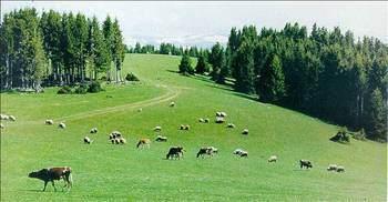 Giresun Boşanma sayısı:   129