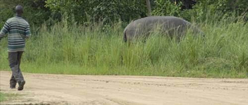 Daha önce Uganda'daki Murchison Falls Ulusal Parkı'nın sakinlerinden olan 3 tonluk su aygırı yemek yerken kendisini rahatsız eden bakıcısını nefesini kesene kadar kovalamıştı. 