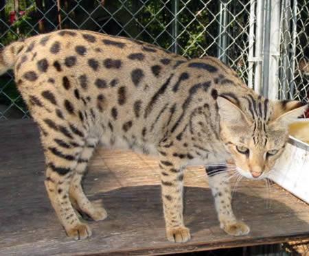 Savannah = Yabani kedi + ev kedisi Egzotik g&ouml;r&uuml;n&uuml;ml&uuml;, &ouml;rneğin, Bengal, Mısır, Serengeti gibi ev kedisiyle, Serval adı verilen Afrikalı vahşi kedinin t&uuml;r&uuml;n&uuml;n birleşmesiyle oluşmuştur. Bu birleşmenin &uuml;r&uuml;n&uuml; ise &ccedil;oğunlukla ev kedisi g&ouml;r&uuml;n&uuml;ml&uuml; oluyor. 