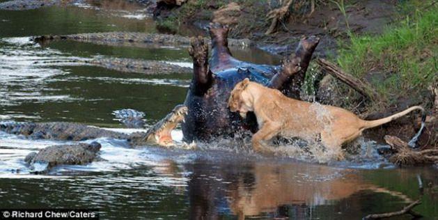 Fotoğrafçı Richard Chew, Kenya Maasi Mara doğal parkında bir av mücadelesini işte böyle fotoğrafladı...