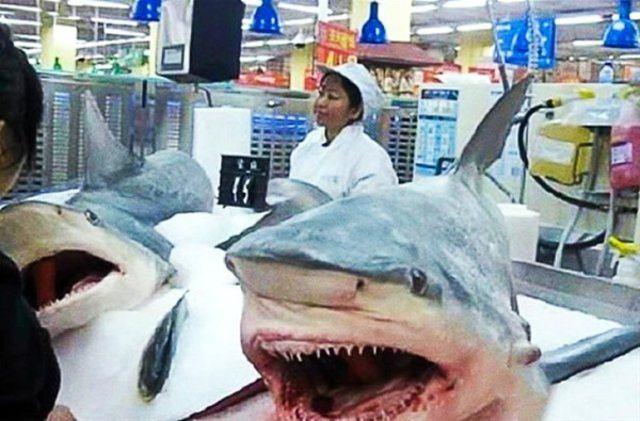 <p>Süpermarketlerde satılan Köpekbalıkları.</p>
<p> </p>