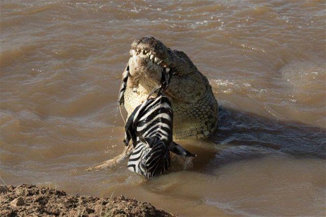 <p>Bu fotoğraflar Kenya'da fotoğrafçı Subramanian Sridharan çekildi. Su içmek için nehre gelen zebra, timsah tarafından işte böyle tuzağa düşürüldü.</p>
