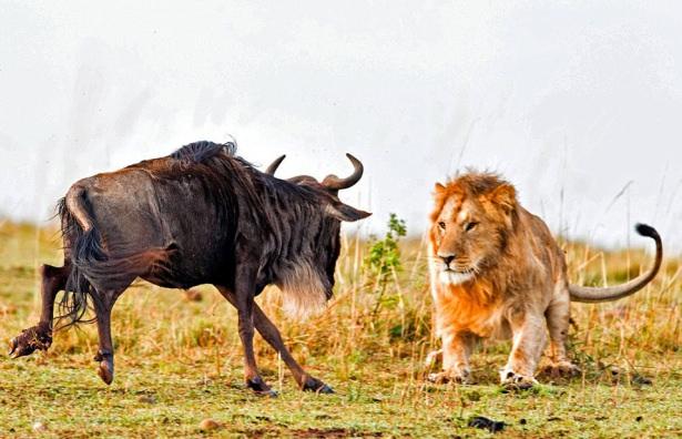 <p>Aslan,  antilobu yakalamak büyük bir hamle yaptı. O andan itiberen 60 saniye süren ölüm kalım savaşı an be an kameralar yansıdı.</p>
