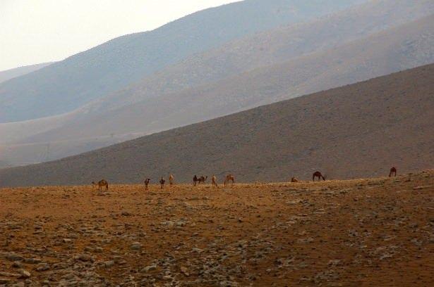 <p><strong>KIZGIN KUMLAR İÇİN ÖNLEM:</strong></p>

<p>Bacaklarına oranla son derece büyük olan ayakları da özel olarak "dizayn" edilmiş, hayvan kuma batmadan yürüyebilsin diye genişletilip yayılmıştır. Ayak tabanlarındaki özel kalın deri ise kızgın çöl kumlarına karşı alınmış bir tedbirdir.</p>
