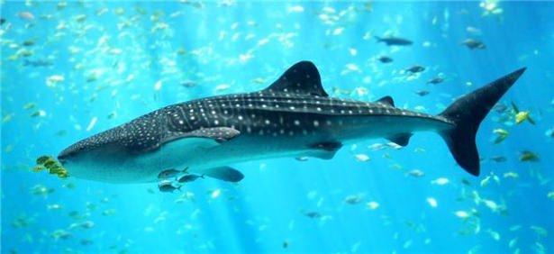 <p>Balina köpek balığı 18.8 metre</p>
