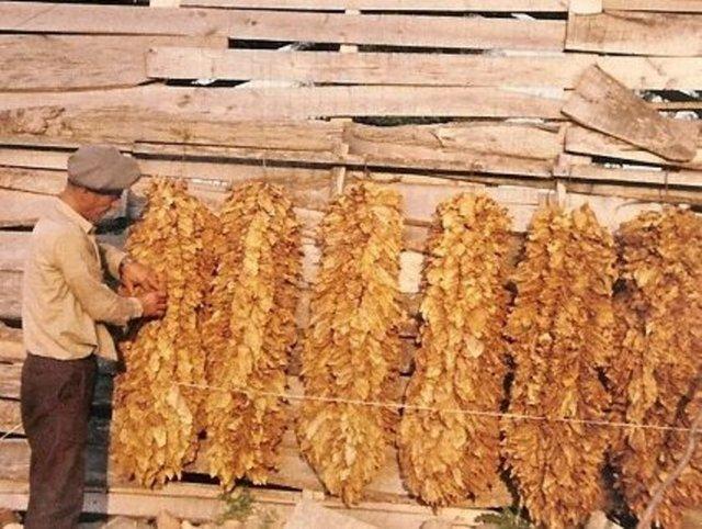 <p>Beyne kan akışını engeller. Kanla beraber oksijende alamayan beyin yavaş yavaş ölmeye başlar.</p>