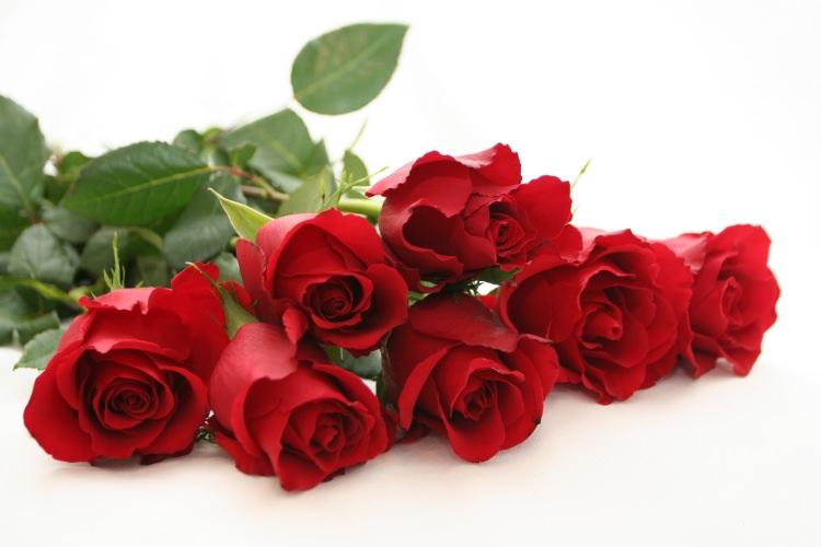 <p>Kırmızı gül</p>

<p>Güller arasında en çok popülen olan ve bilinenidir. Kırmızı gül aşk anlamına gelir.</p>
