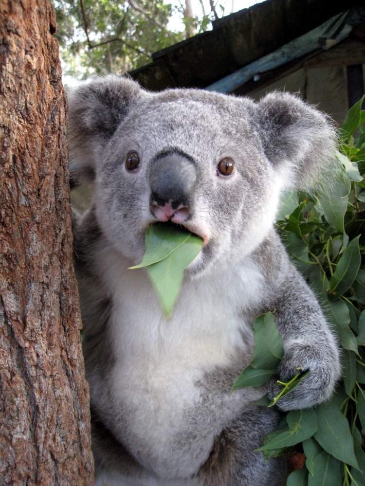 <p>Koalaların yemeği annesinin kakasıdır. </p>