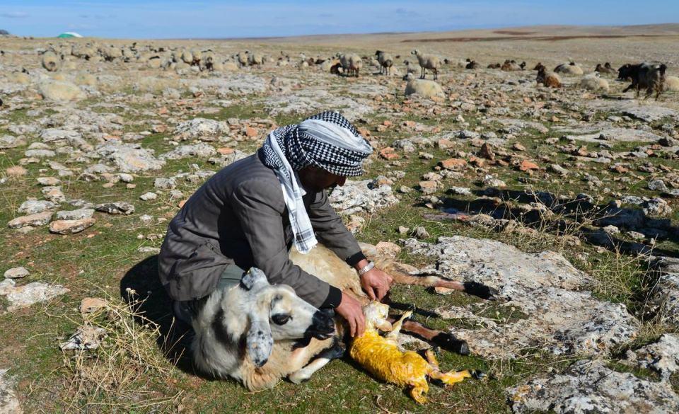 <p>Aslen Elazığlı olan Rıdvan Ulaş ise yazları memleketine gittiğini, sonbaharda ise hayvanlarının daha iyi gelişebilmesi için 20 yıldır Şanlıurfa'ya geldiklerini anlattı.</p>

<p> </p>
