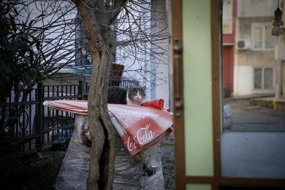 <p>Sokaklarda bazen sürüler halinde görülen ve çevreyi kontrol ediyor izlenimi veren kediler, kışın adaya gelip fotoğraf çekmek isteyenler için de güzel enstantaneler oluşturuyor.</p>

<p> </p>
