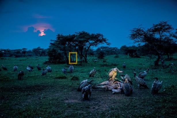 <p>Tanzanya’daki Serengeti Ulusal Parkı’nda, bir benekli akbaba ölü bir zebraya el koyarken, etraftaki benekli ve ak sırtlı akbabalar (Gyps africanus) paylarını almak için yaklaşıyor. Olasılıkla şölene başkaları da katılacak. Akbabalar bir leşi birkaç dakika içinde temizleyebiliyor.</p>

<p> </p>
