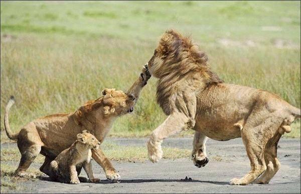 <p>Tanzanya'daki Serengeti Ulusal Parkı'nda yaşandı.</p>
