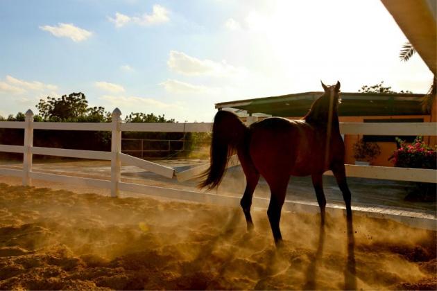 <p>Equestrian Club'a mutlaka uğrayın, Arap,İngiliz ve İrlanda atlarını yakından seyredin, dinleneceksiniz</p>